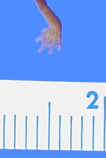 Media type: image; Herpetology A-28273